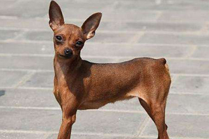 小鹿犬可以吃什么