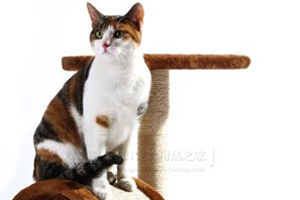 怎么选择猫爬架