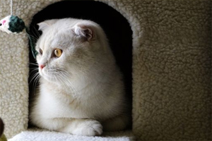 猫爬架怎么清洗