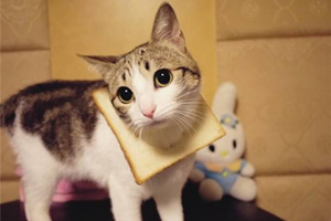 小猫不肯吃东西怎么办