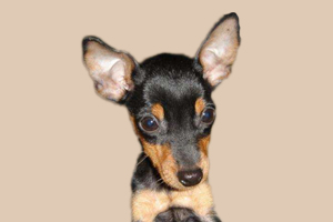 小鹿犬不吃东西怎么办