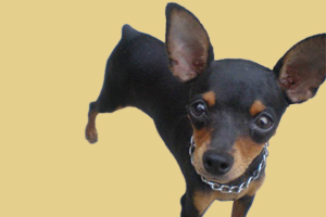 小鹿犬喜欢什么玩具