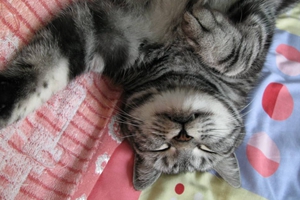 小猫不肯睡觉怎么办