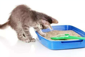 猫咪拉完屎不埋怎么办