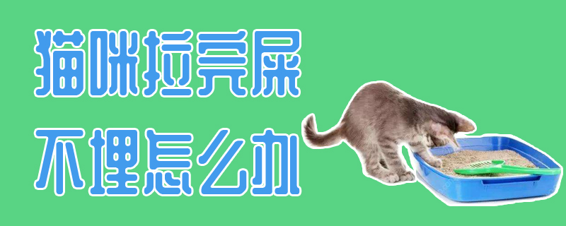 猫咪拉完屎不埋怎么办