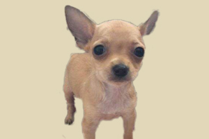 小鹿犬喜欢吃什么