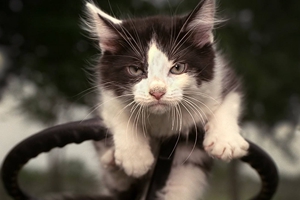 小猫不吃营养膏怎么办