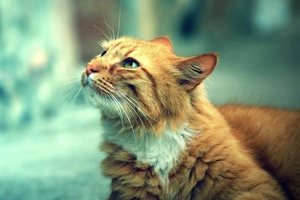 小猫不肯剪指甲怎么办