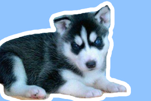 哈士奇幼犬护食咬人怎么办