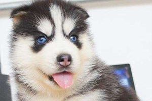 哈士奇幼犬狗粮怎么泡