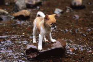 小狗身上痒怎么办