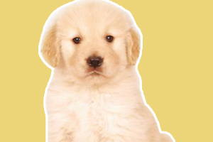 金毛幼犬狗粮怎么泡