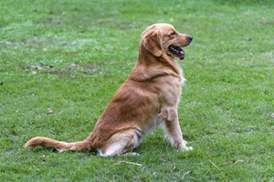 两个月的金毛怎么养