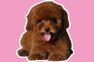 泰迪幼犬狗粮怎么喂