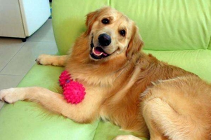 两个月的金毛吃什么补钙