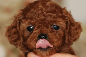 泰迪幼犬毛发为什么不卷