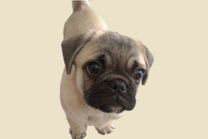 巴哥犬如何喂水