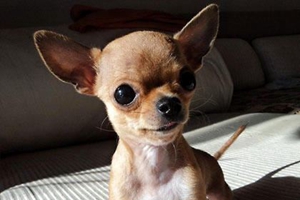 吉娃娃不让剪指甲怎么办