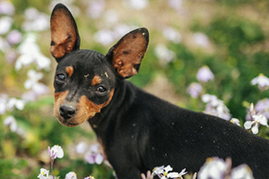 鹿犬狗狗吃什么对毛色好