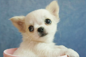 吉娃娃换毛注意事项