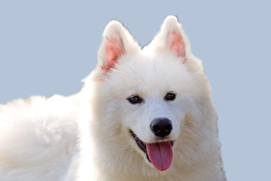 萨摩能吃什么蔬菜