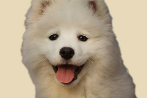 萨摩不能吃什么