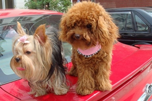 约克夏如何饲养