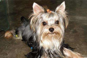 约克夏如何看品相