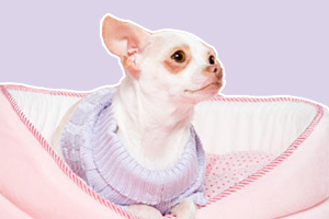 老年吉娃娃怎么护理