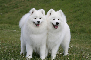 萨摩不能吃什么水果