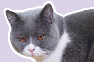 英短什么时候换毛