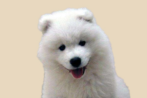 萨摩什么东西不能吃