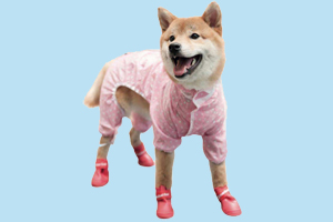 下雨天怎么遛狗