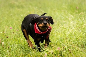 怎么给罗威纳洗澡