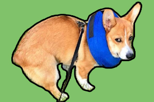 遛狗时狗狗总在前面冲怎么办