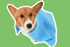 遛狗回家怎么清理