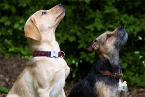 遛狗碰到大狗怎么办