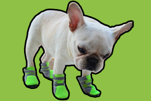 冬天遛狗注意事项