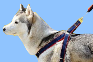 早上遛狗注意事项