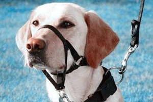 出门遛狗注意事项