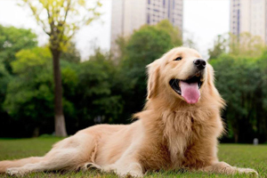 金毛犬的特点是什么