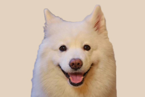 萨摩怎么看品相