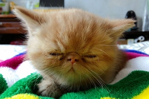 加菲猫吃什么毛发好