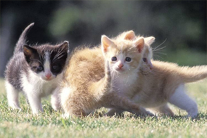 猫怎么社会化训练