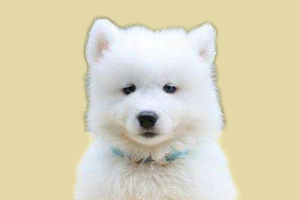 萨摩什么时候换牙