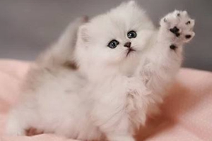 金吉拉不爱吃饭怎么办