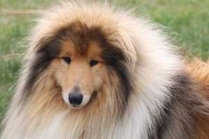 苏格兰牧羊犬怎么分辨