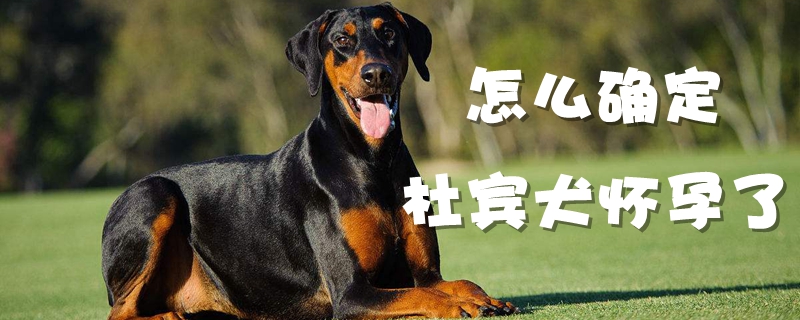 怎麼確定杜賓犬懷孕了