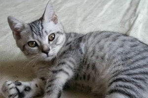 埃及猫怎么养