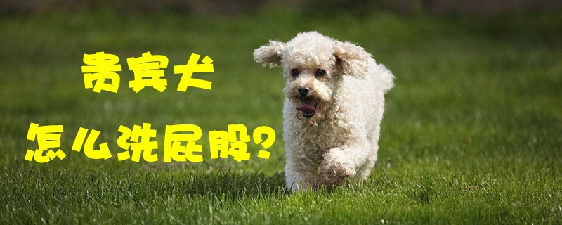 贵宾犬怎么洗屁股